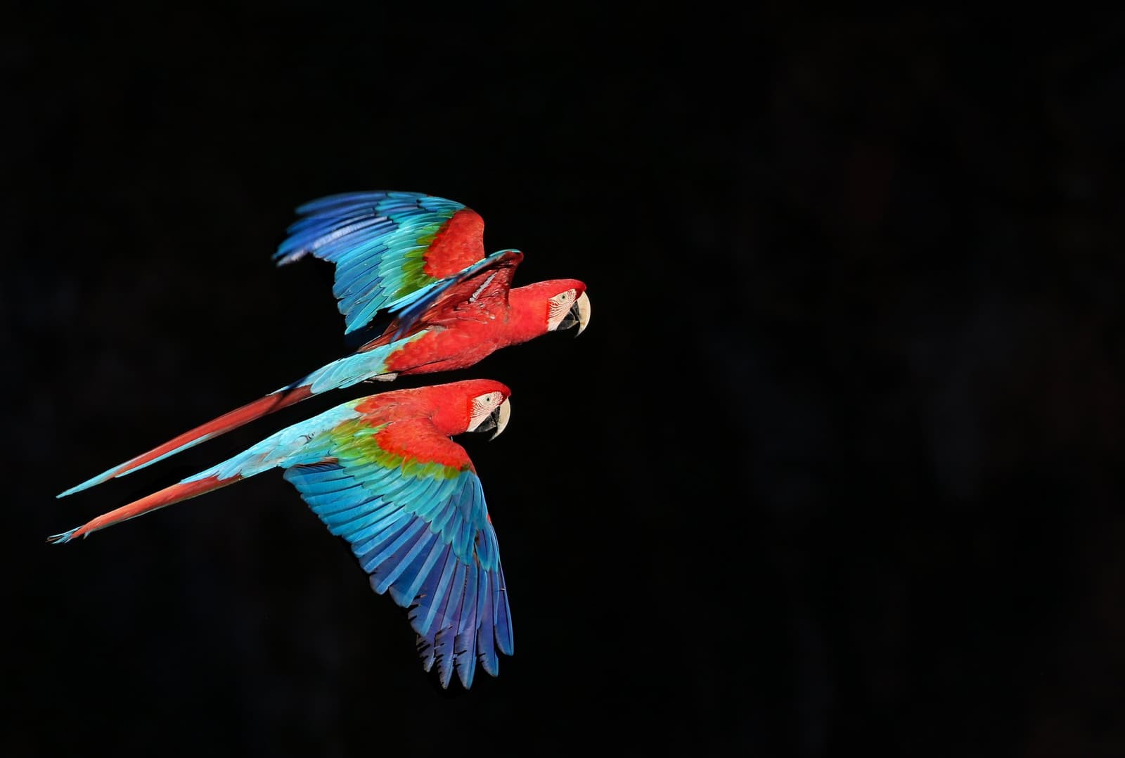 Two macaws, one direction, zero hesitation. Photo: Paulo Barreiros Two red-and-green macaws in synchronized flight against a dark background, their vivid crimson, green, and blue plumage fully spread on a southern pantanal safari