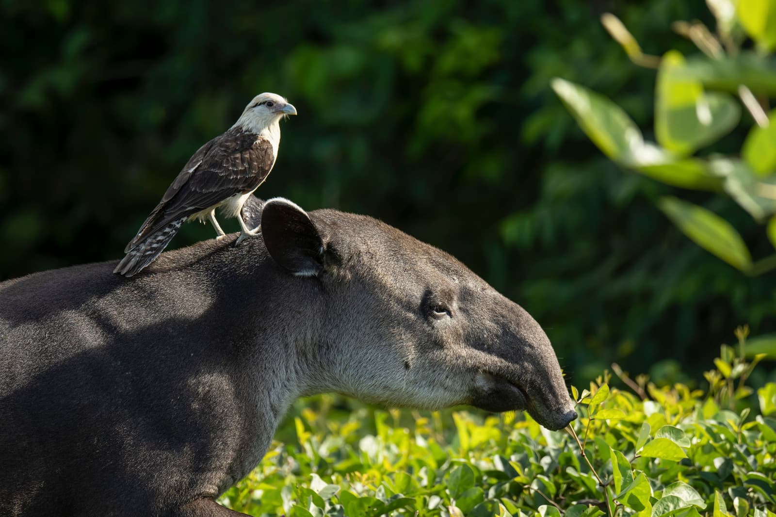 The caracara found a ride; the tapir has no strong feelings about it. Photo: Patrick Gijsbers A yellow-headed caracara perches on the back of a tapir during a southern pantanal safari, while the tapir browses green shrubs in dappled light