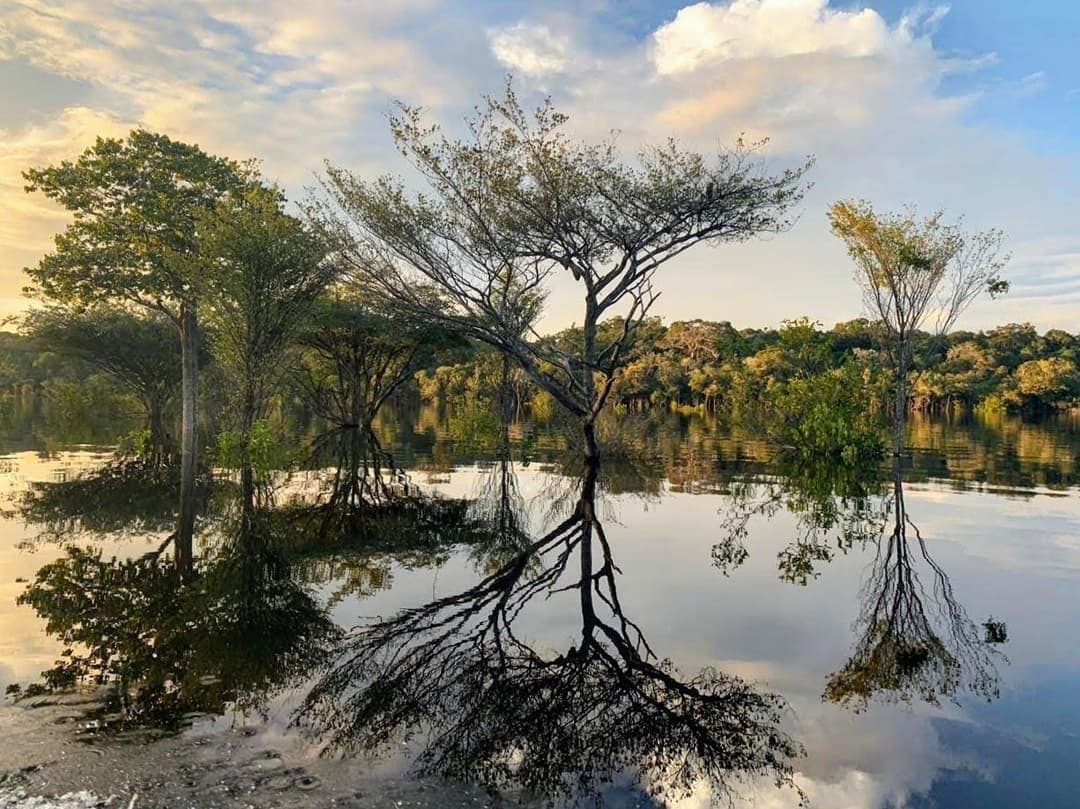 The river borrowed the forest for a while, and neither seems to mind. Slender trees standing in still, mirror-flat floodwater at golden hour on an amazon river cruise in Brazil, their bare branches and leafy crowns reflected perfectly in the dark water, with dense rainforest lining the far bank under a partly cloudy sky