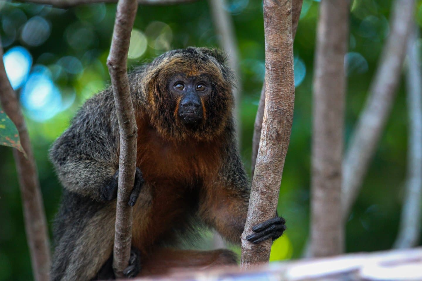 Holds its ground, makes eye contact, asks nothing of you. A shaggy brown-and-grey saki monkey grips two thin tree trunks and stares directly at the camera during an amazon river cruise brazil wildlife encounter