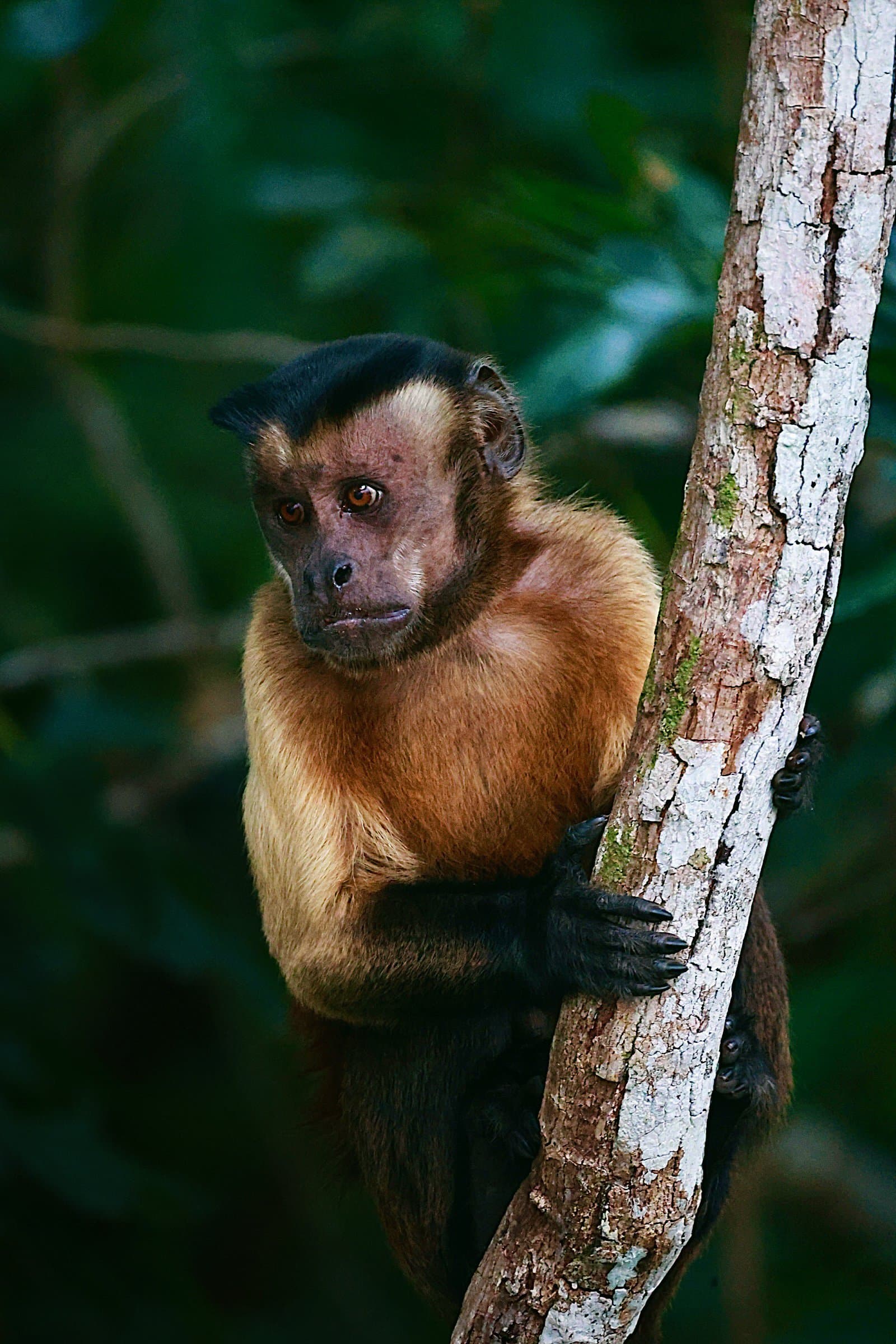 Sizing you up before deciding if you're worth the trouble. A golden-brown capuchin monkey with a dark cap clings to a pale tree trunk amid dense green rainforest foliage, part of the wildlife encountered on amazon turtle lodge trips