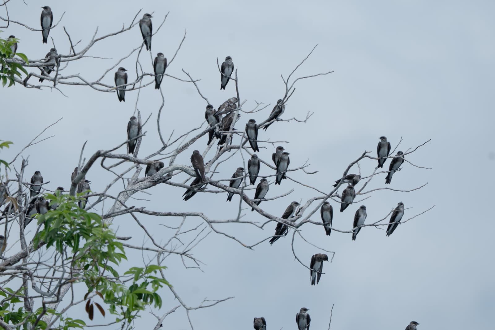 Dozens of them, all facing the same quiet grey sky. A large flock of dark-plumaged swallow-like birds perched on the bare branches of a leafless tree against an overcast sky, a common wildlife spectacle during amazon rainforest trips