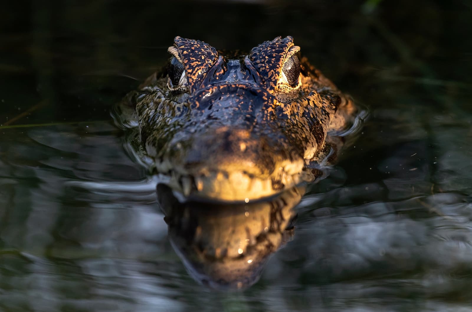 It has seen you. It was not worried before, and it is not worried now. A caiman's head emerging from dark water on a budget Pantanal tour, its textured scales lit by warm golden light, reflected on the still surface below
