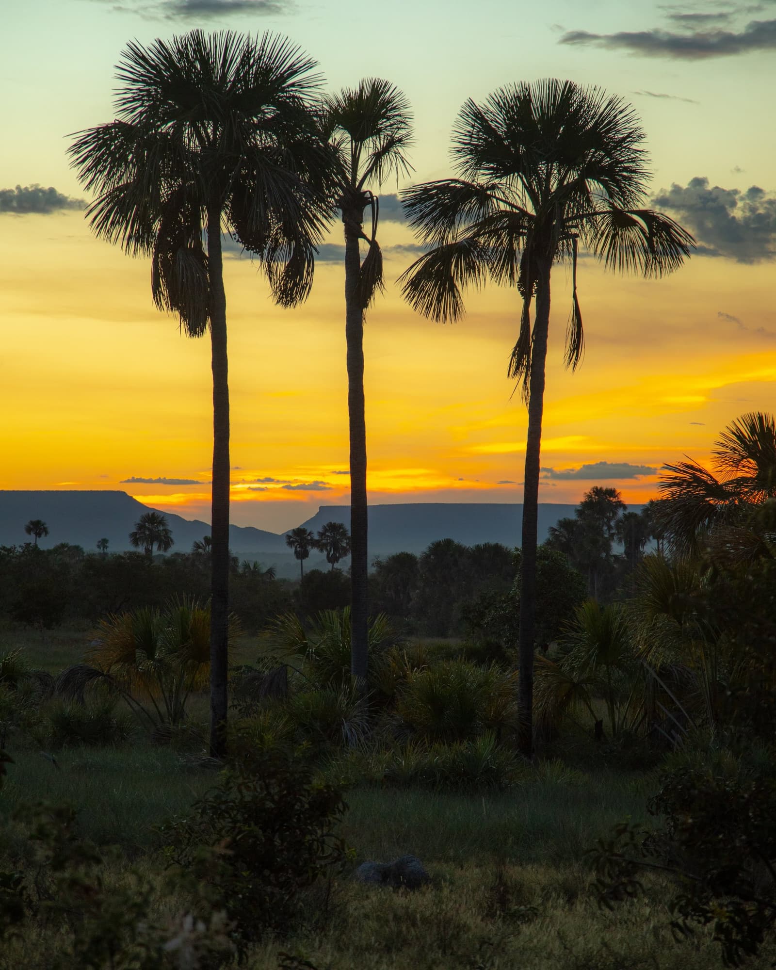 Buriti palms know how to close out a day in the Cerrado. Photo: Alberto Andrich Three tall buriti palm silhouettes against a vivid orange and gold sunset sky, with a flat-topped mesa and Cerrado scrubland in the distance — a classic Jalapão adventure landscape