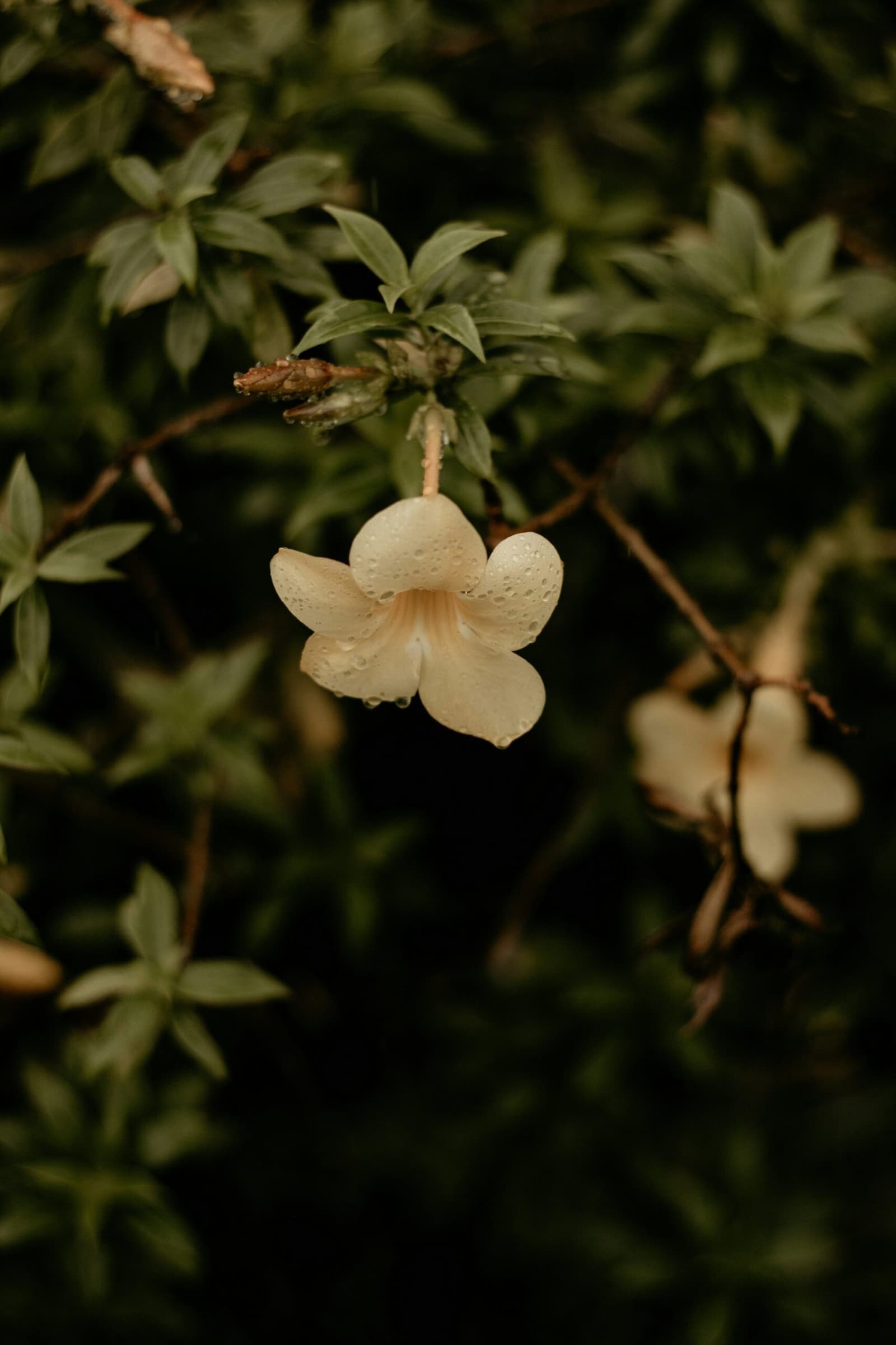 The forest marks every rainstorm on the smallest things first. Close-up of a cream-white five-petalled wildflower covered in rain droplets, hanging from a slender stem against a dark blurred green forest understory during the Pico da Neblina Expedition