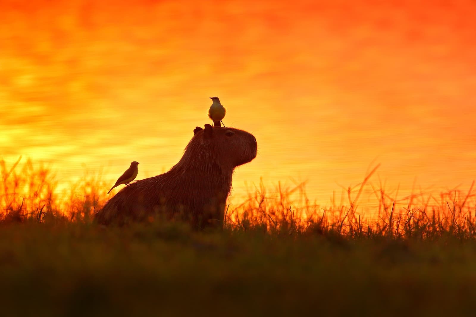 The capybara has never read a sign that says 'no hitchhikers'. Photo: Ondrej Prosicky A capybara silhouetted against a deep orange sunset sky in the southern pantanal safari landscape, with two small birds perched on its back and side among tall grass