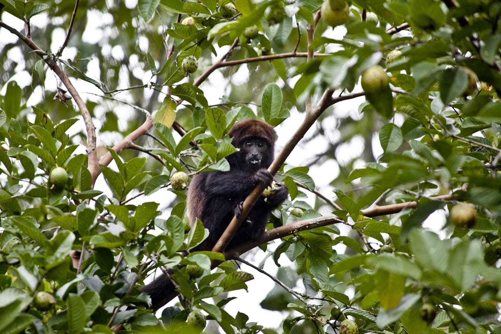 Caught mid-snack, and completely unbothered about the audience below. A dark-furred howler monkey perched in a fruit-laden tree, clutching a branch and eating during a budget Pantanal tour wildlife outing