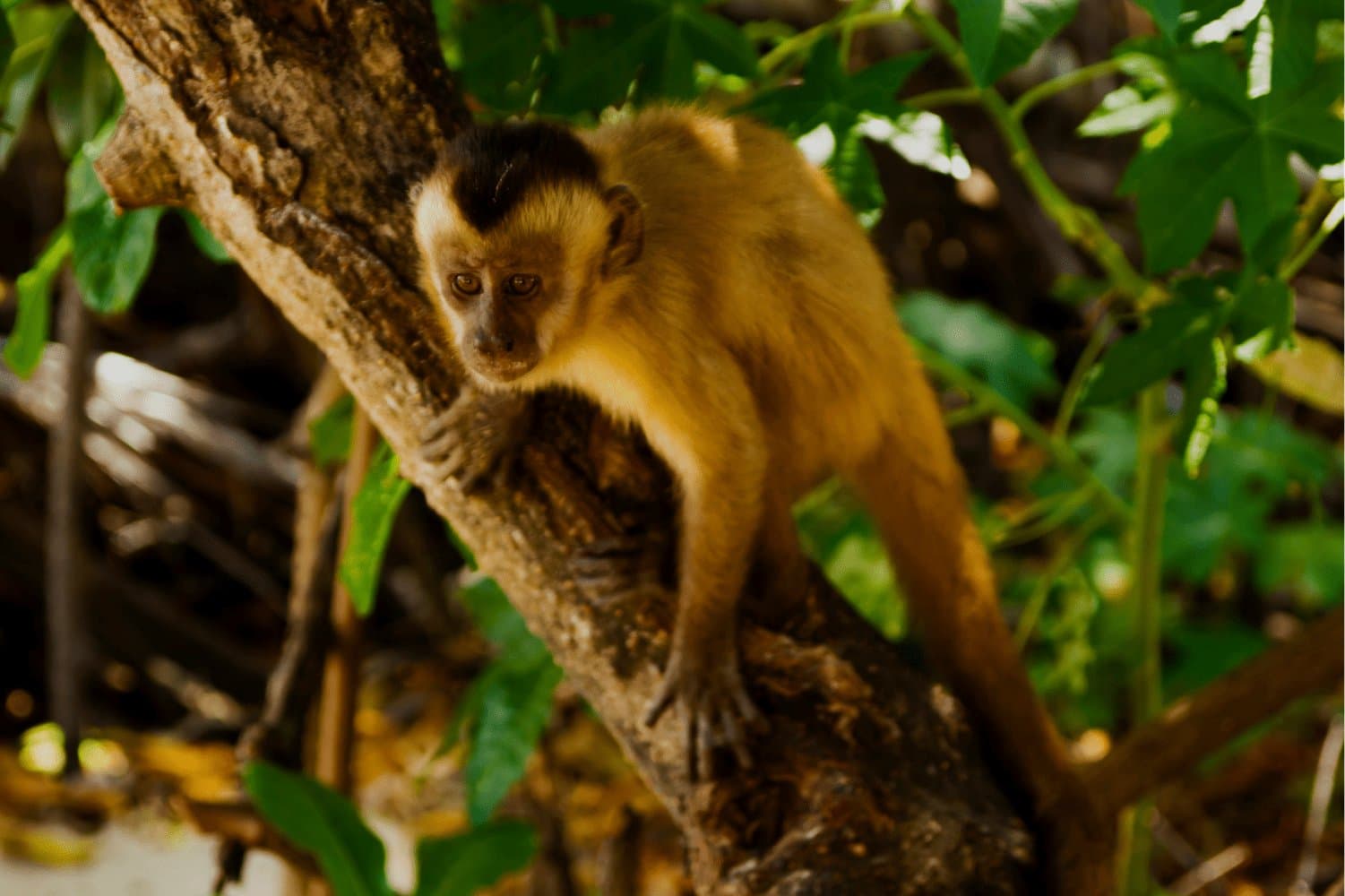 Curious, confident, and clearly unbothered by the camera. A golden-furred capuchin monkey with a dark cap clings to a tree branch surrounded by green foliage, spotted during the Lençóis Maranhenses Full Itinerary river stop at Vassouras