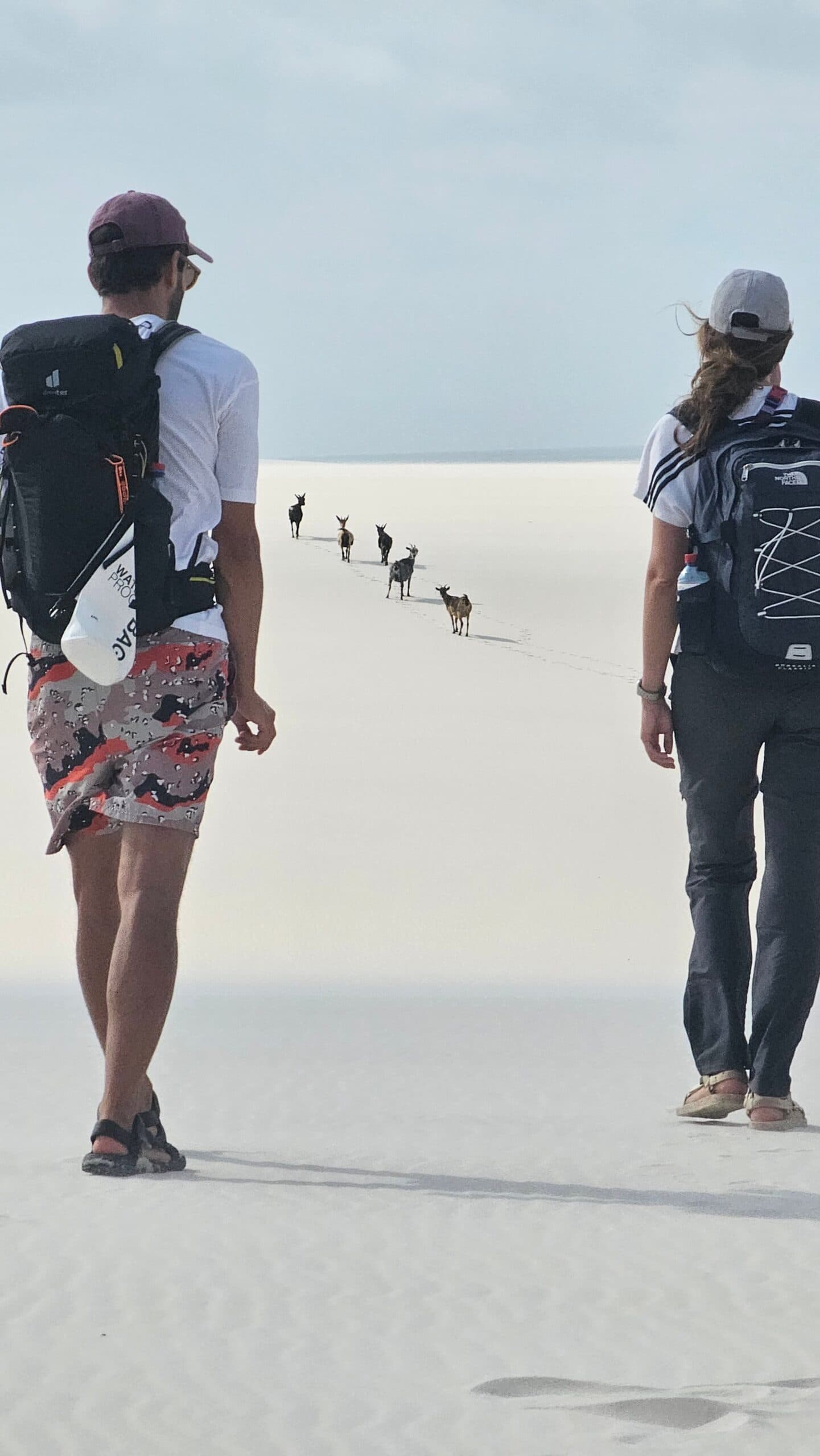 Not every trail guide has four legs, but these ones do. Two backpackers on a Lençóis Maranhenses trekking route follow a line of small goats across a vast expanse of white sand under a pale sky