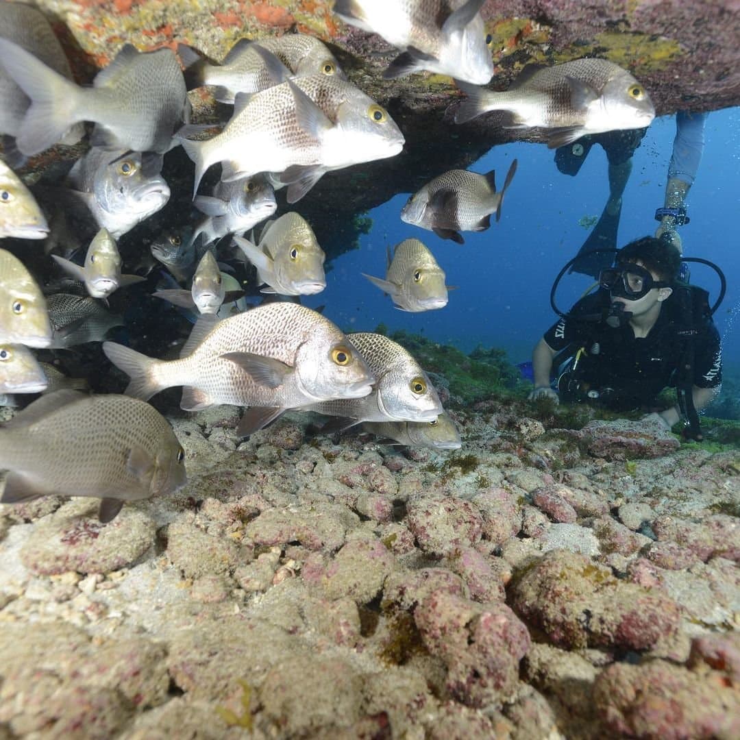 A hundred curious eyes, and every single one of them checked you out first. A scuba diver kneels on the reef floor watching a dense school of silver fish gathered beneath a rocky overhang during an Open Water diving course in Fernando de Noronha