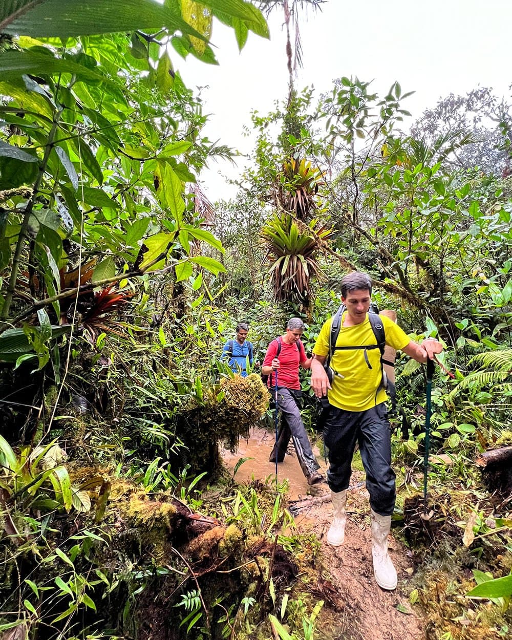 Rubber boots earn their keep long before the summit does. Three hikers with trekking poles and backpacks navigate a muddy trail through dense, bromeliad-laden cloud forest on the Pico da Neblina Expedition, the lead hiker wearing rubber boots and a yellow shirt