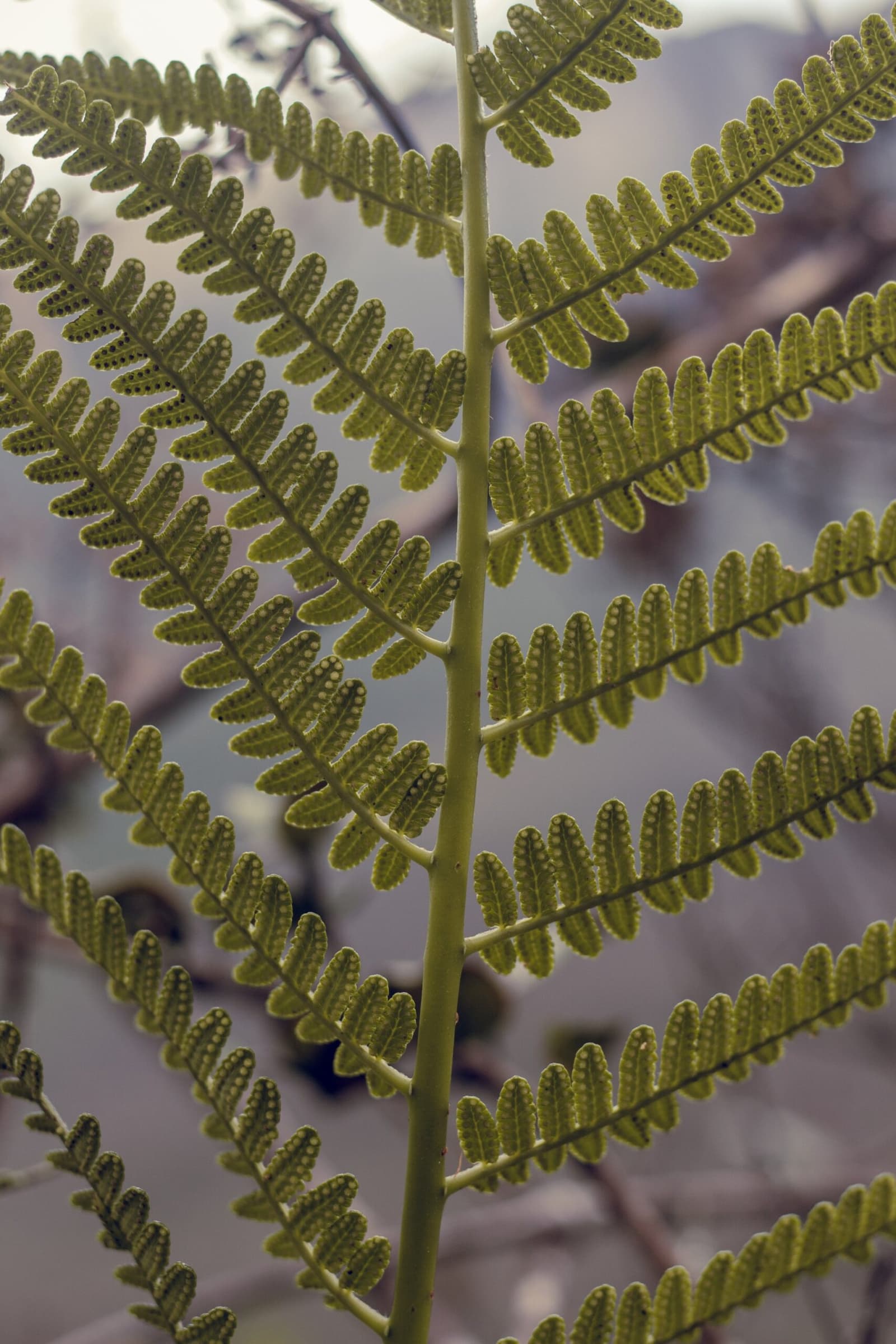 The forest floor has opinions, and this fern makes them visible. Close-up of a large fern frond showing rows of pinnules covered in round sori dots, photographed during a Pico da Neblina Expedition through dense Amazonian rainforest