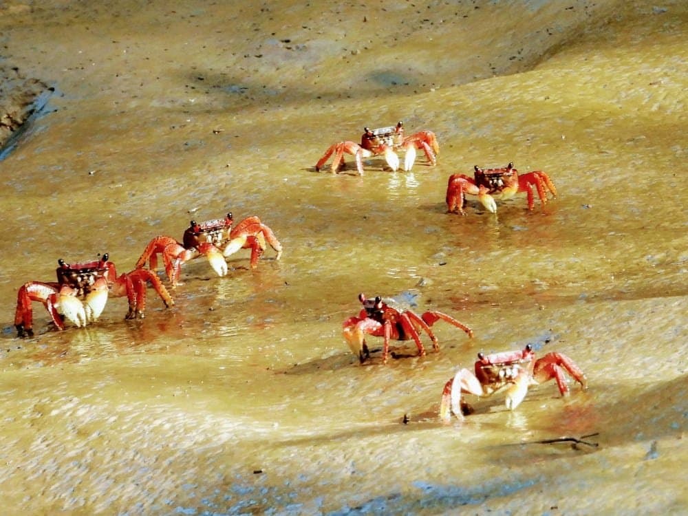 Six crabs, zero consensus on which direction to go. Photo 5