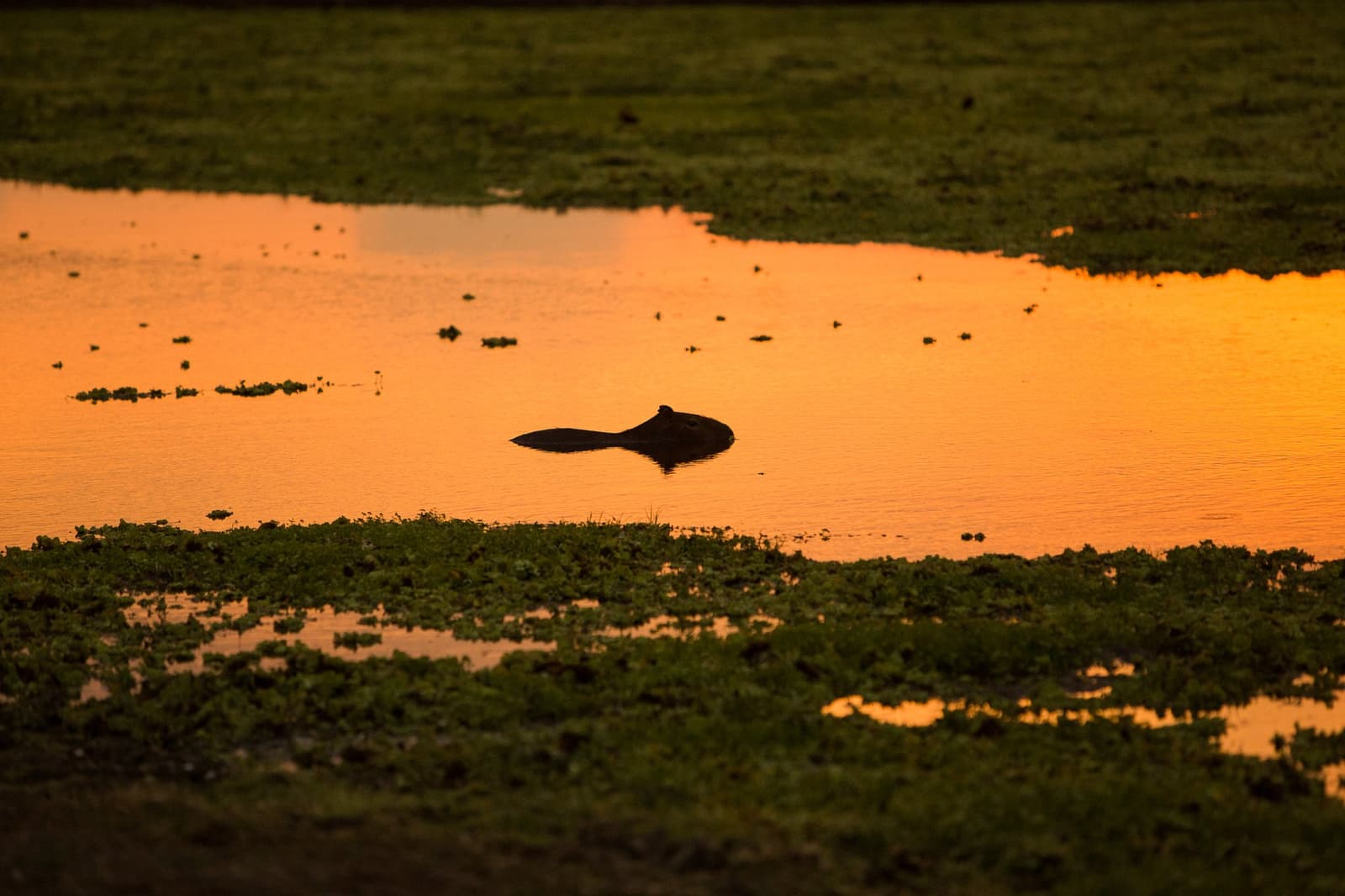 End of the day, and the world's largest rodent couldn't care less. Photo: Alexis Prappas A capybara silhouetted against a vivid orange sunset reflection on a southern pantanal safari, half-submerged among aquatic plants in a shallow wetland lagoon