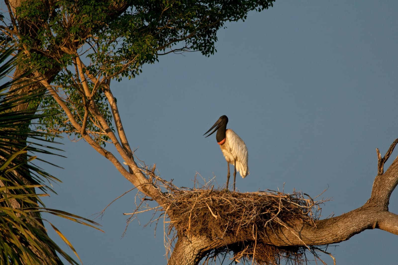 Keeping watch from the tallest address in the wetlands. Photo: Mirages-nl A jabiru stork stands on its large stick nest high in a tree during a southern pantanal safari, its black head and red neck collar visible against a clear blue sky at golden hour