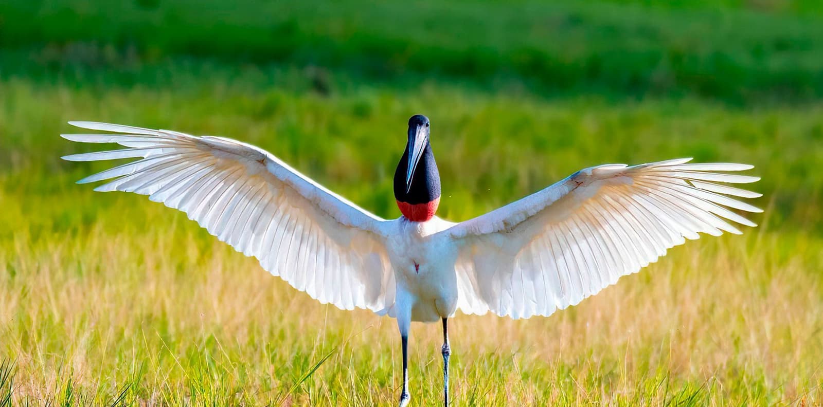 The Pantanal's largest bird, and it knows it. A jabiru stork spreads its full wingspan face-on during a southern pantanal safari, its black head and red neck pouch vivid against a blurred green grassland backdrop.