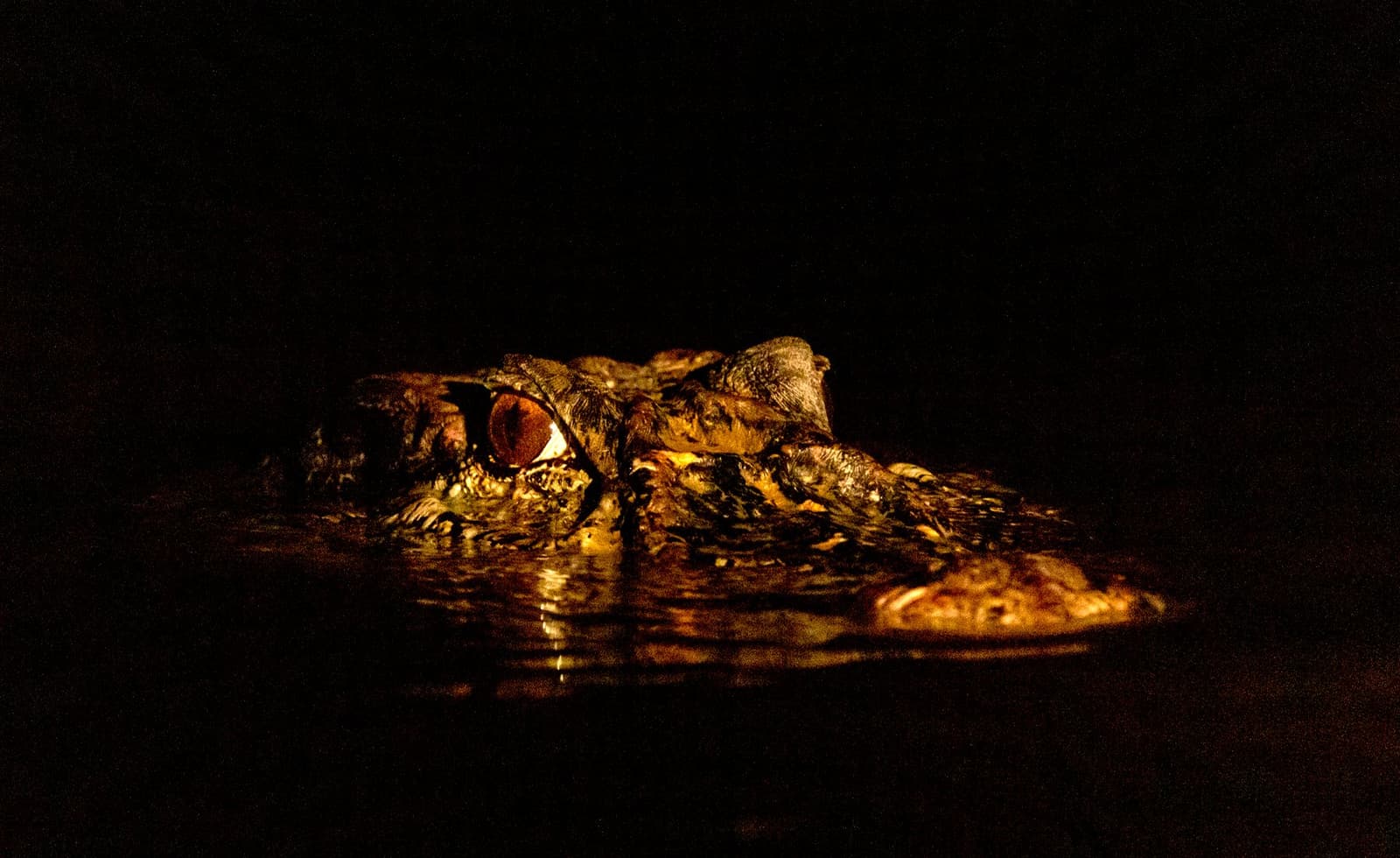 One eye open, always. Caimans invented the night shift. Photo: Daniel Forster Close-up of a caiman's head barely breaking the water surface at night during a tucano amazon river cruise night excursion, its amber eye glowing in torchlight against total darkness