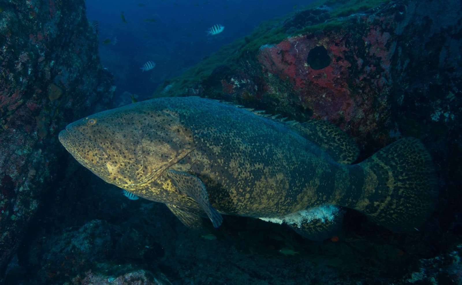 Big fish, bigger personality. The reef's locals rarely move for anyone. Photo: Zaira Matheus A large goliath grouper hovers close to the rocky reef during an Open Water diving course dive at Fernando de Noronha, with striped sergeant-major fish visible in the blue water above and red encrusting sponges on the boulders behind