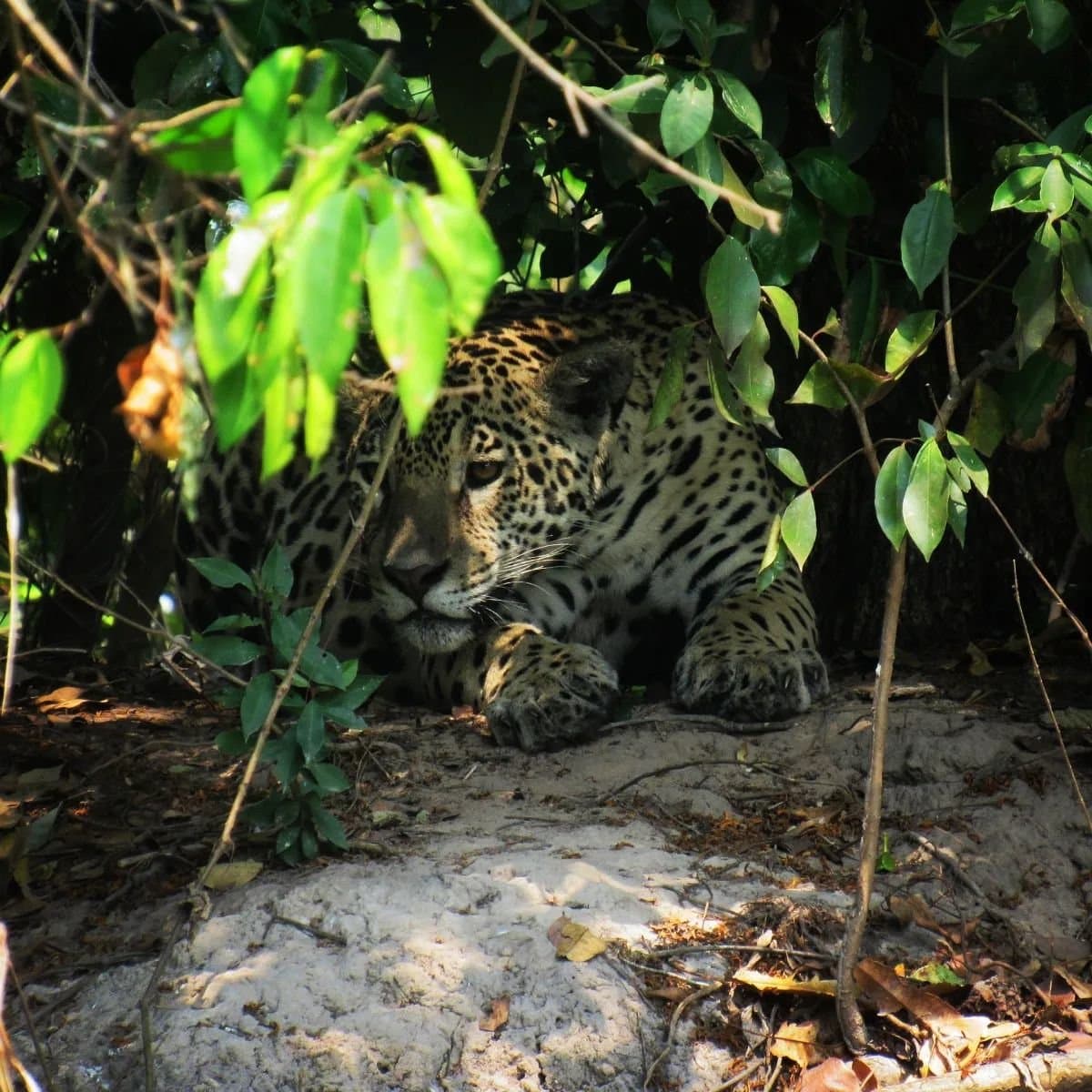 Perfectly camouflaged, unbothered, and not remotely impressed by your camera. A jaguar resting low in the shade of dense riverside vegetation during a southern pantanal safari, its spotted coat half-hidden behind branches and leaves on a sandy bank