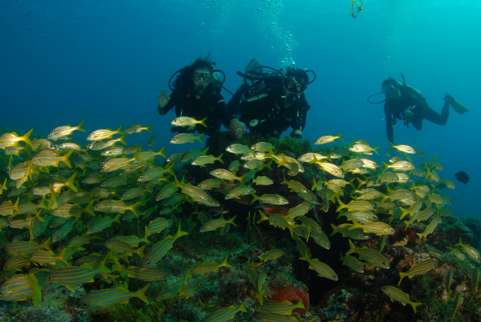 Three students, one school of fish, zero complaints about the classroom. Three scuba divers hover above a coral reef during an Open Water diving course, surrounded by a dense school of yellow-striped fish in clear blue water