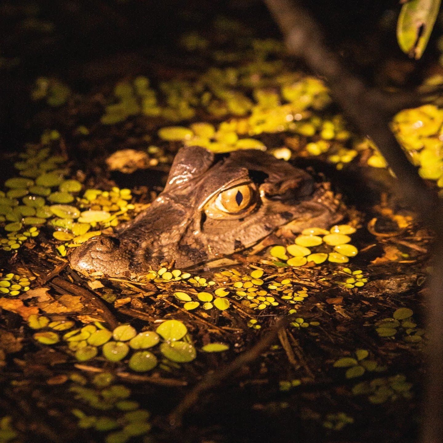 It was watching you long before you noticed it. A caiman's head barely breaking the surface at night during an Amazon jungle cruise Brazil nocturnal wildlife excursion, its golden slit-pupil eye gleaming among floating aquatic plants