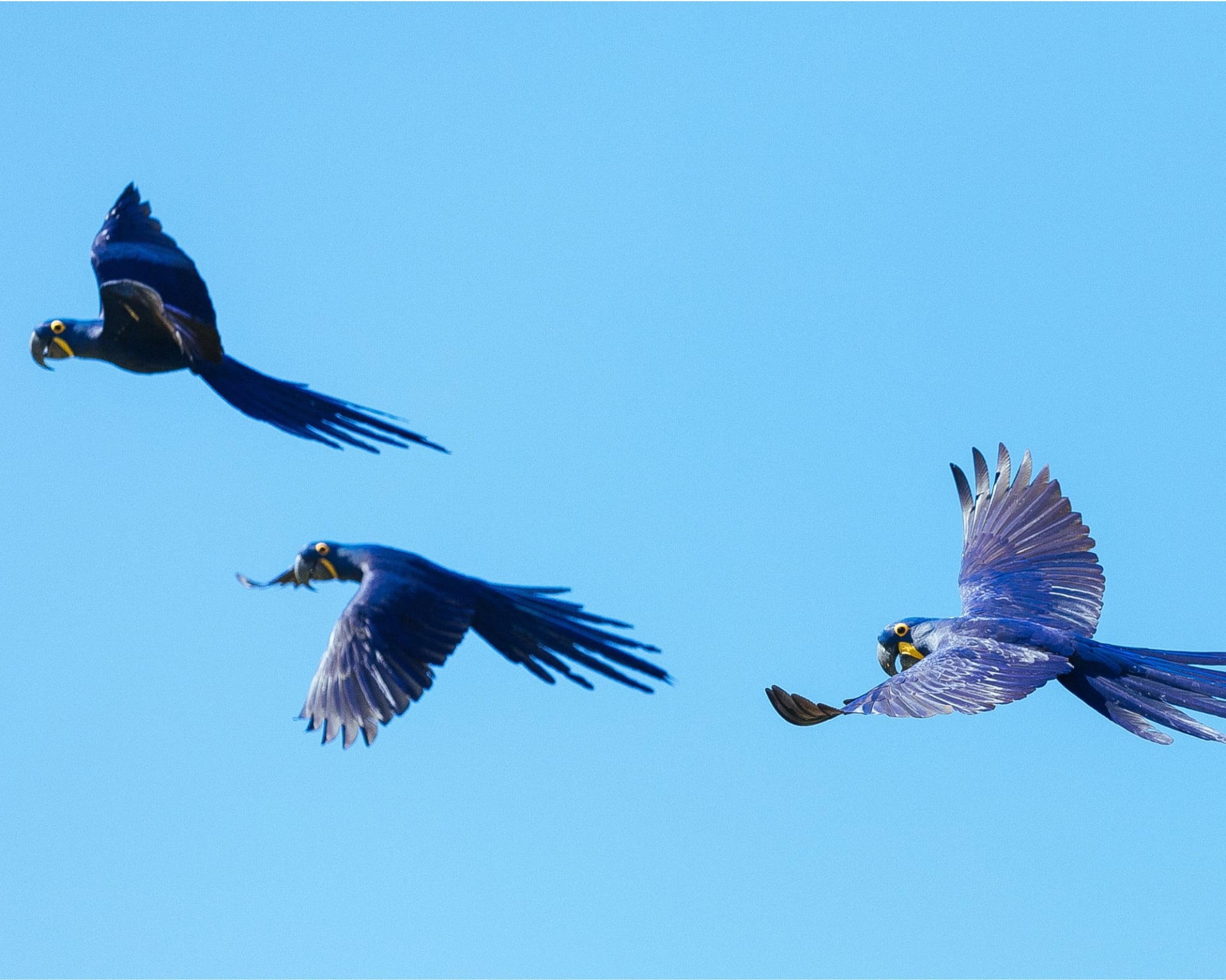 10 Amazing Facts About the Pantanal 10 Amazing Facts About the Pantanal