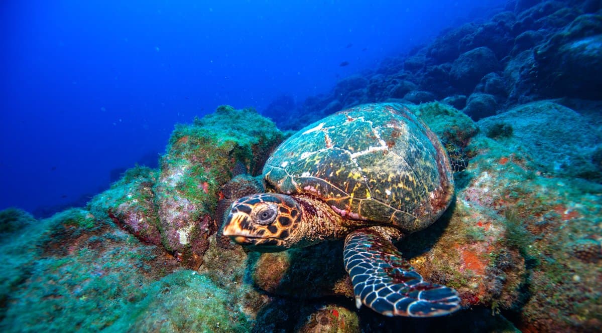 On the reef floor, this one has clearly decided the rocks are fine and meetings are cancelled. A hawksbill sea turtle resting on algae-covered volcanic rocks during a 2-Day Diving Package in Fernando de Noronha, with deep blue water stretching into the background