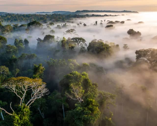 Amazon Rainforest Conservation Efforts: 8 Projects to Support in 2026 Amazon Rainforest Conservation Efforts: 8 Projects to Support in 2026