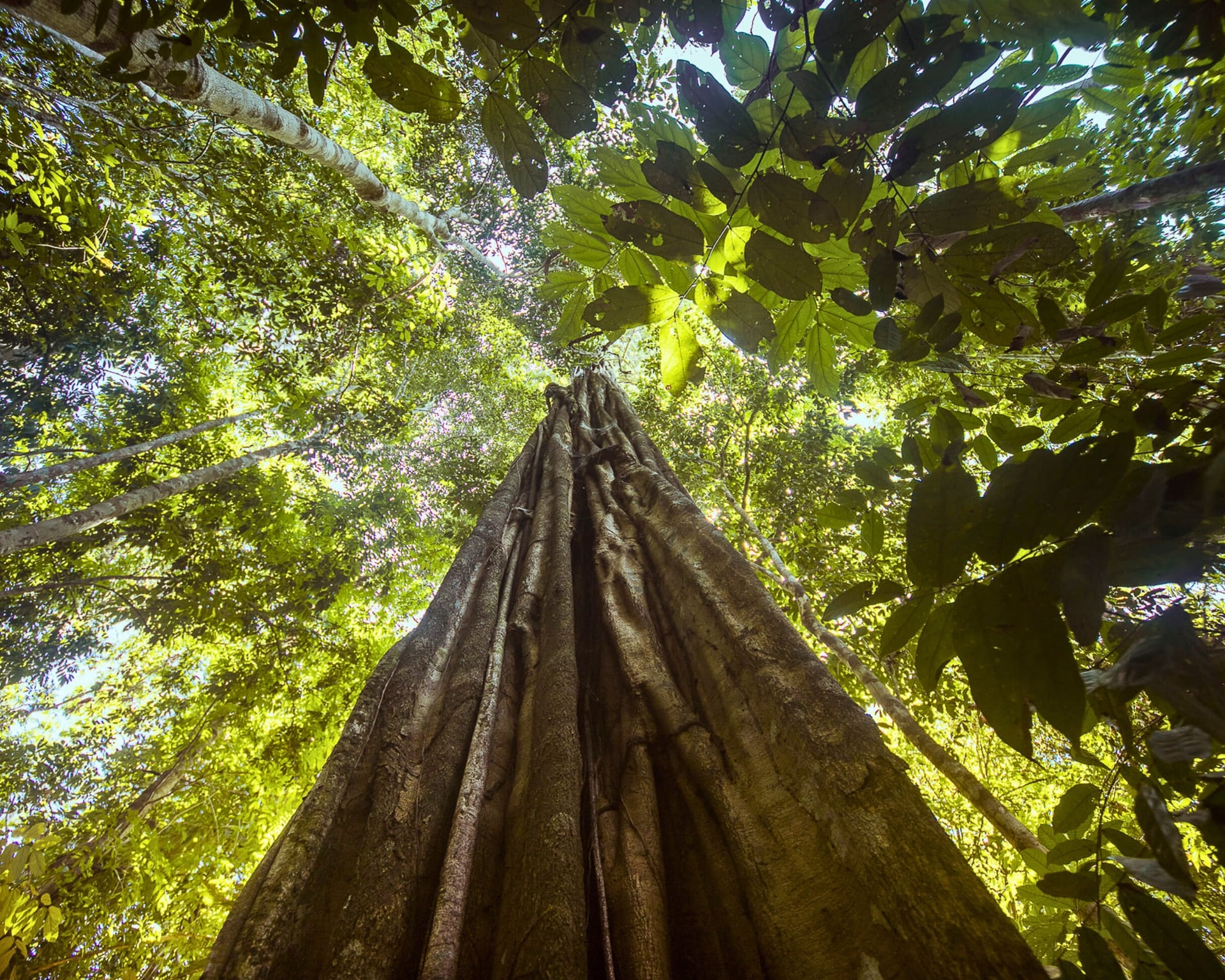 Ecotourism in the Amazon Rainforest: A Solution to Deforestation Ecotourism in the Amazon Rainforest: A Solution to Deforestation