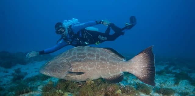 Best Dive Sites in Fernando de Noronha: 21 Spots by Depth and Level