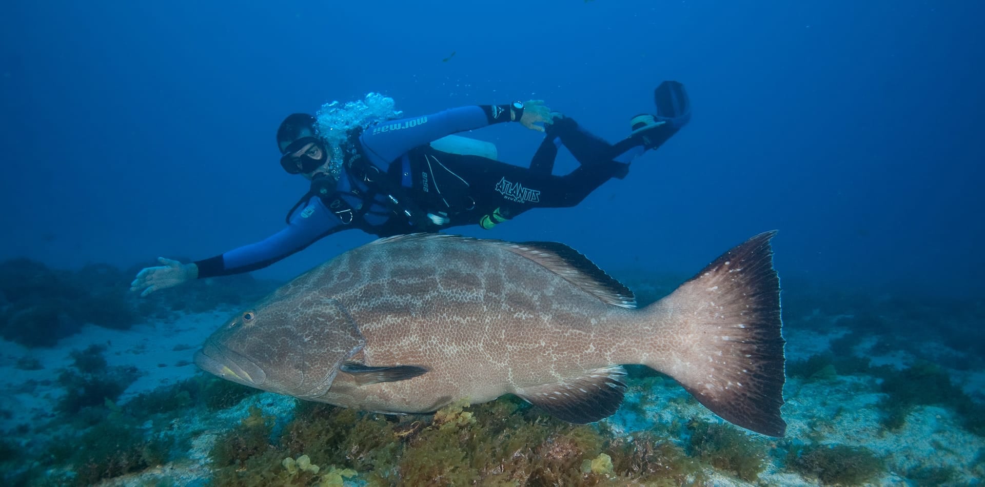 Best Diving Spots in Fernando de Noronha Best Diving Spots in Fernando de Noronha