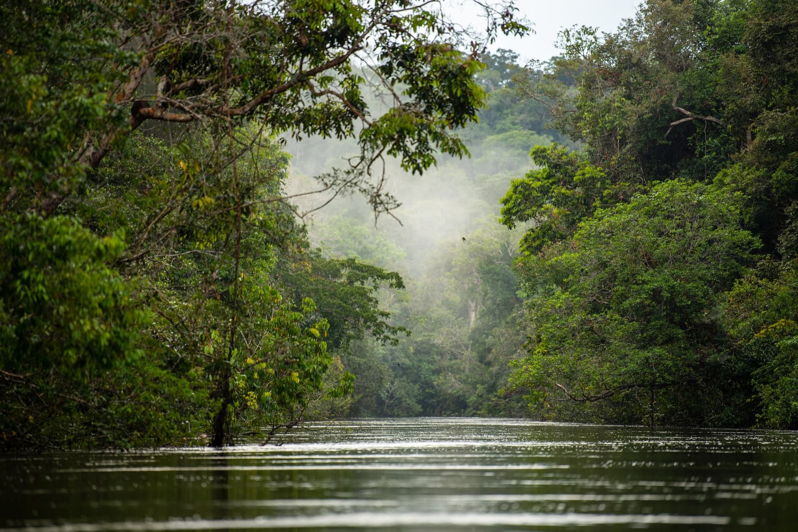 Morning mist and still water, the forest quietly lets you in. A wide, glassy river corridor lined with dense tropical rainforest canopy and soft morning mist rising above the treetops, seen from water level on an Amazon kayak tour in Brazil