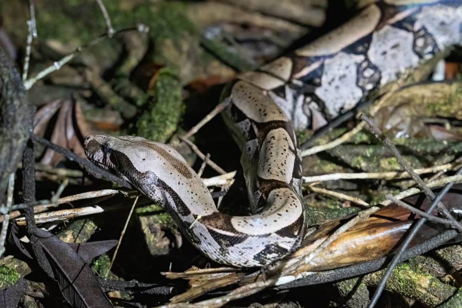 Patience built into every scale, boas are masters of disappearing in plain sight. A large boa constrictor coiled among dry leaves, twigs, and mossy branches on the forest floor during an Amazon survival tour