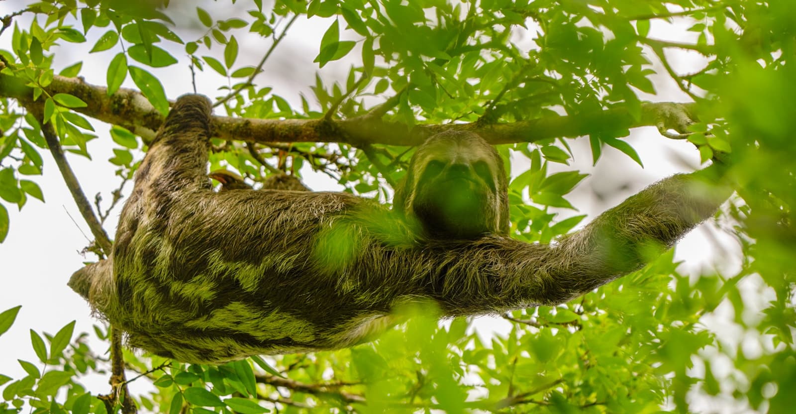 Living so slowly that moss starts growing on you. No complaints. A three-toed sloth with algae-tinted green fur clinging upside down to a tree branch in the Amazon jungle canopy, seen from below