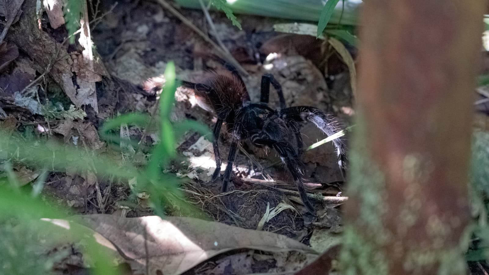 Most hikers walk right past one of these without ever knowing it. A large dark hairy tarantula rests among leaf litter and roots on a forest floor, encountered during an Amazon survival tour night walk