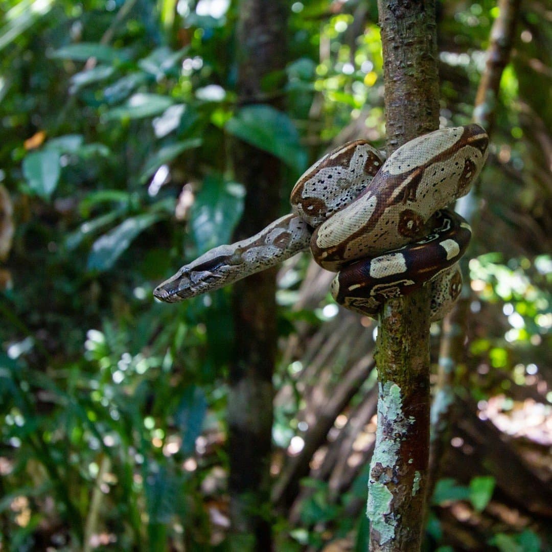 Patience is a boa constrictor's full-time job. A large boa constrictor coiled tightly around a slender tree trunk in a dense tropical rainforest, its cream and brown patterned scales clearly visible against the green jungle backdrop — a striking wildlife encounter on an Amazon trek and survival tour