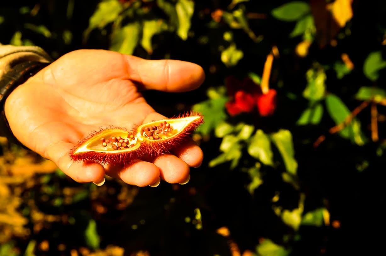 The forest pharmacy, held in one palm. Annatto colors food, skin, and centuries of tradition. A hand holds an open achiote seed pod revealing deep red seeds inside, with lush Amazon vegetation blurred in the background during an Amazon trek and survival tour