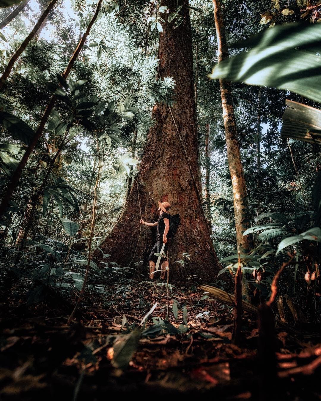 Some trees earn your respect the moment you stand next to one. A hiker in a straw hat reaches up to touch the massive trunk of a towering rainforest tree during an Amazon trek and survival tour, dwarfed by its enormous buttressed base amid dense jungle undergrowth