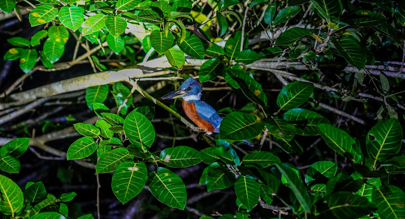Patience personified, and he has no idea you're watching. A blue-and-rufous kingfisher perched on a branch deep within dense green foliage during an Amazon trek and survival tour