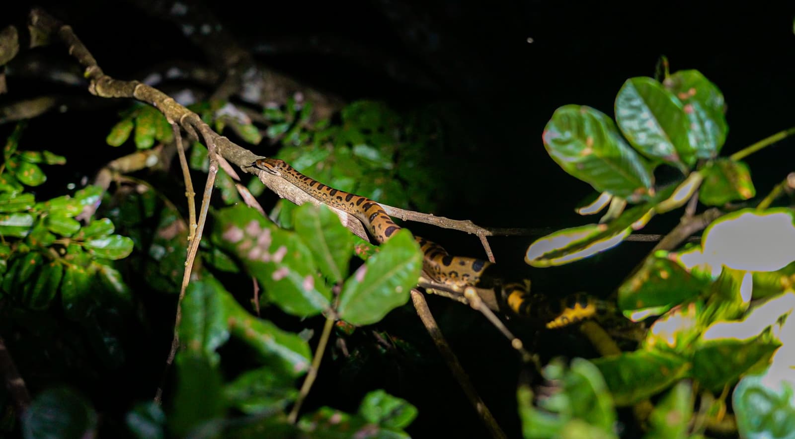 Night walks flip the script, the forest belongs to a whole different cast after dark. A boldly patterned orange and black spotted snake coils along a thin branch during an Amazon trek and survival tour night safari, surrounded by dark tropical foliage
