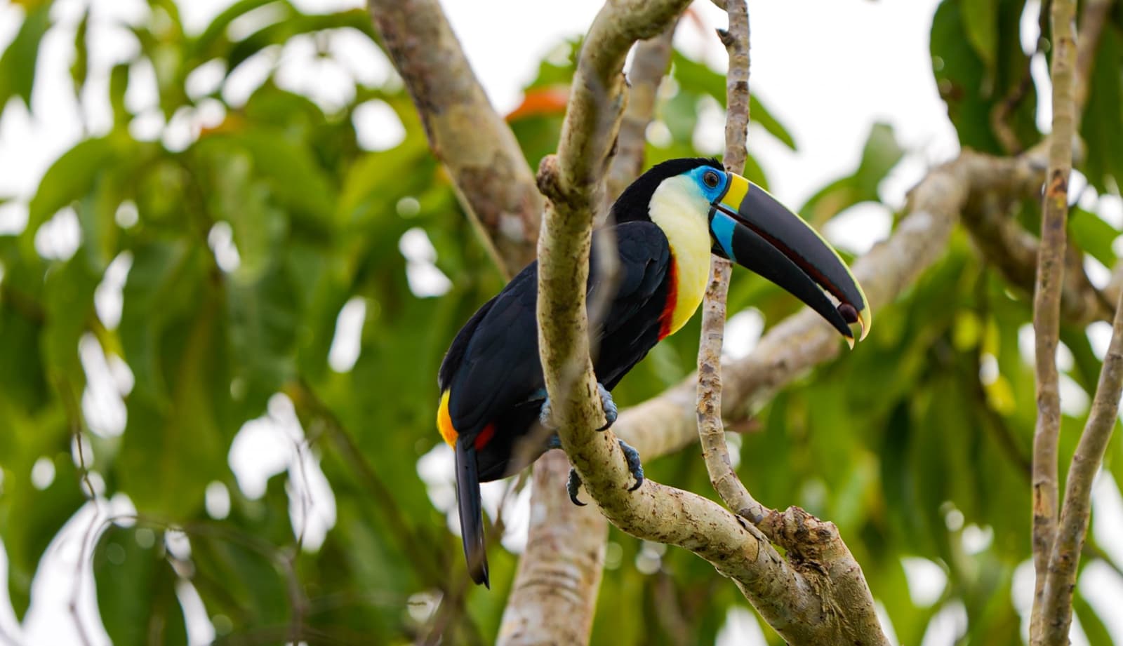 That beak is not subtle, and the toucan knows it. A large toucan with a vivid blue-and-yellow beak and black plumage perches on a bare branch surrounded by green canopy foliage during an Amazon trek and survival tour