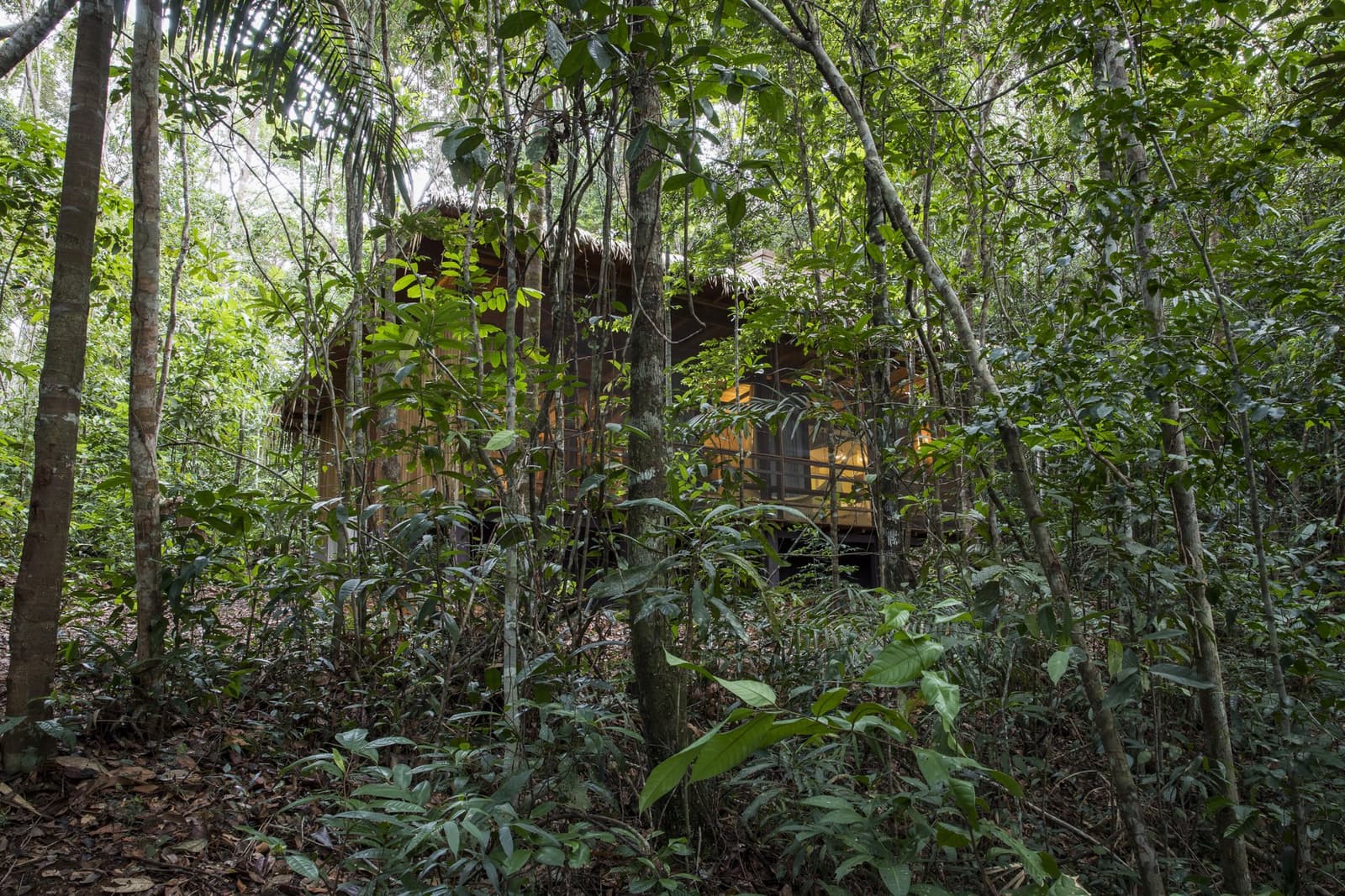 Your room is in there, you just have to look harder. A timber cabin with a thatched roof at Anavilhanas Jungle Lodge Brazil, barely visible through dense tropical rainforest understorey