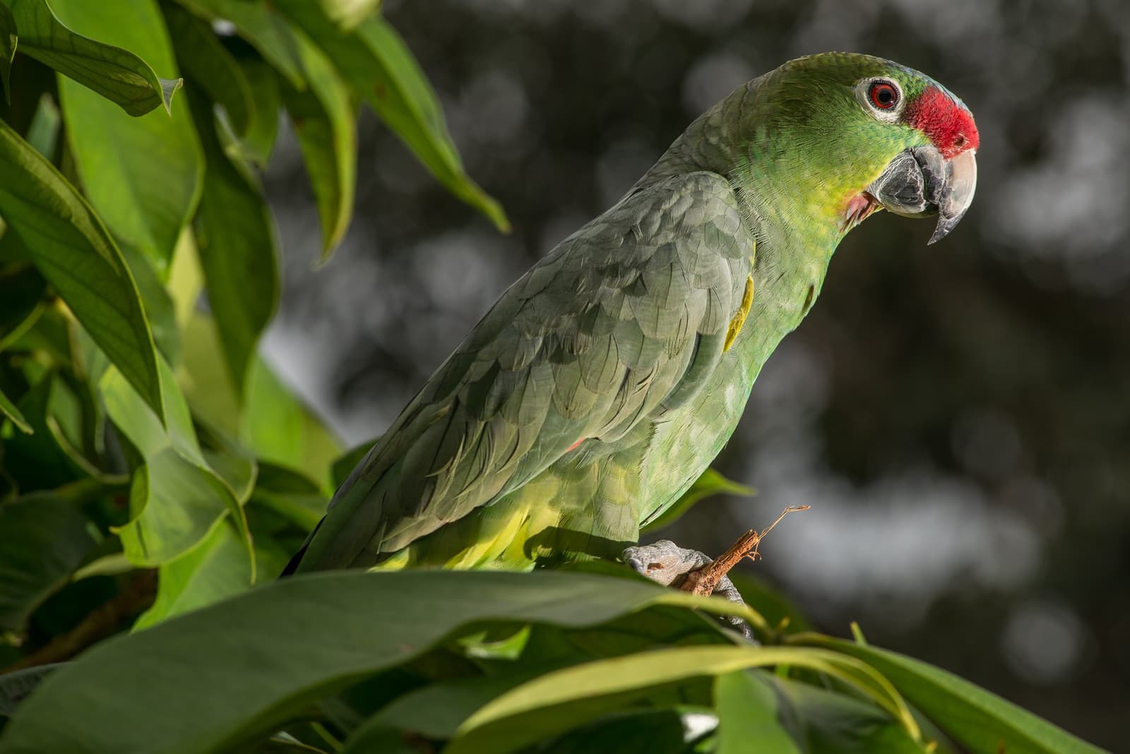 Keeping a sharp eye on the canopy, and everyone in it. A green parrot with a vivid red forehead perches on a leafy branch in the Amazon rainforest near Anavilhanas Jungle Lodge Brazil