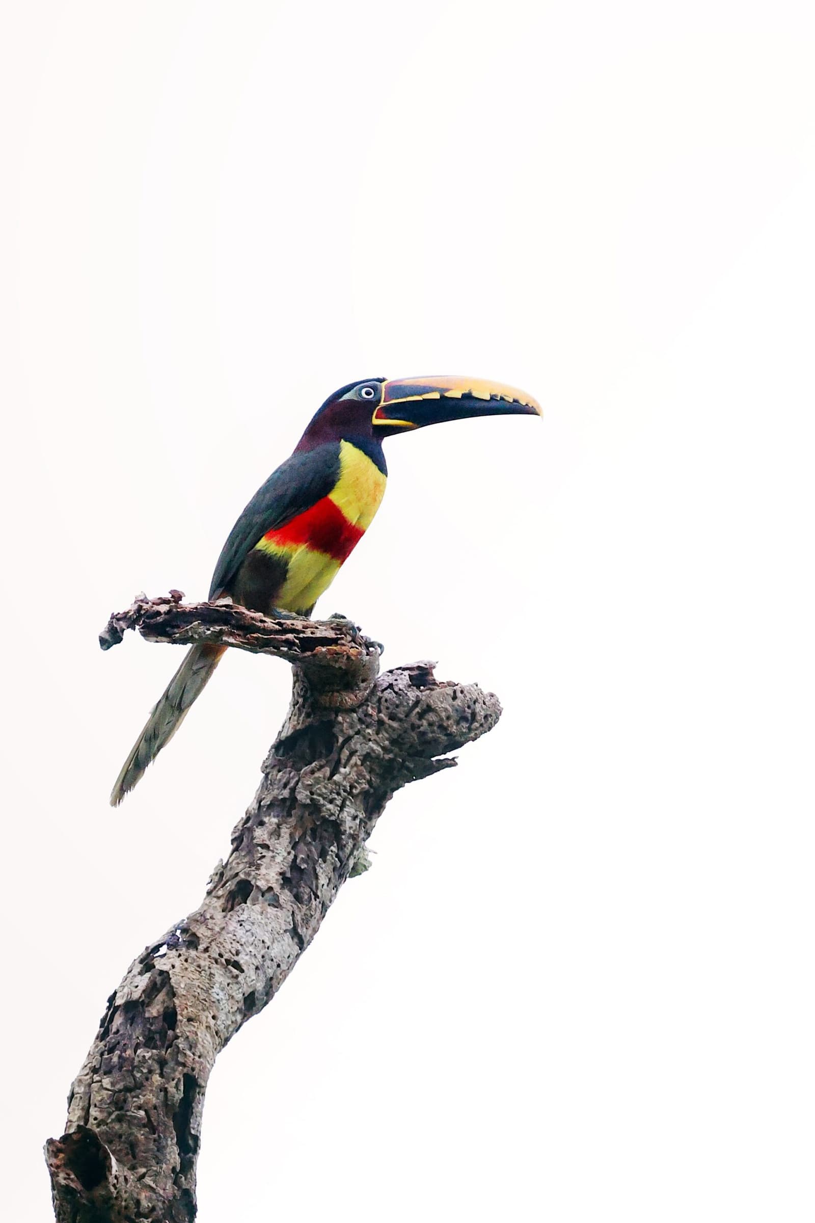 Serrated bill, jewel-bright chest â the aracari owns every perch it chooses. Photo: All rights reserved A colorful aracari toucan with a yellow-and-black serrated bill, vivid red and yellow breast, and dark green plumage perched on a weathered dead snag during a brazilian amazon jungle tour