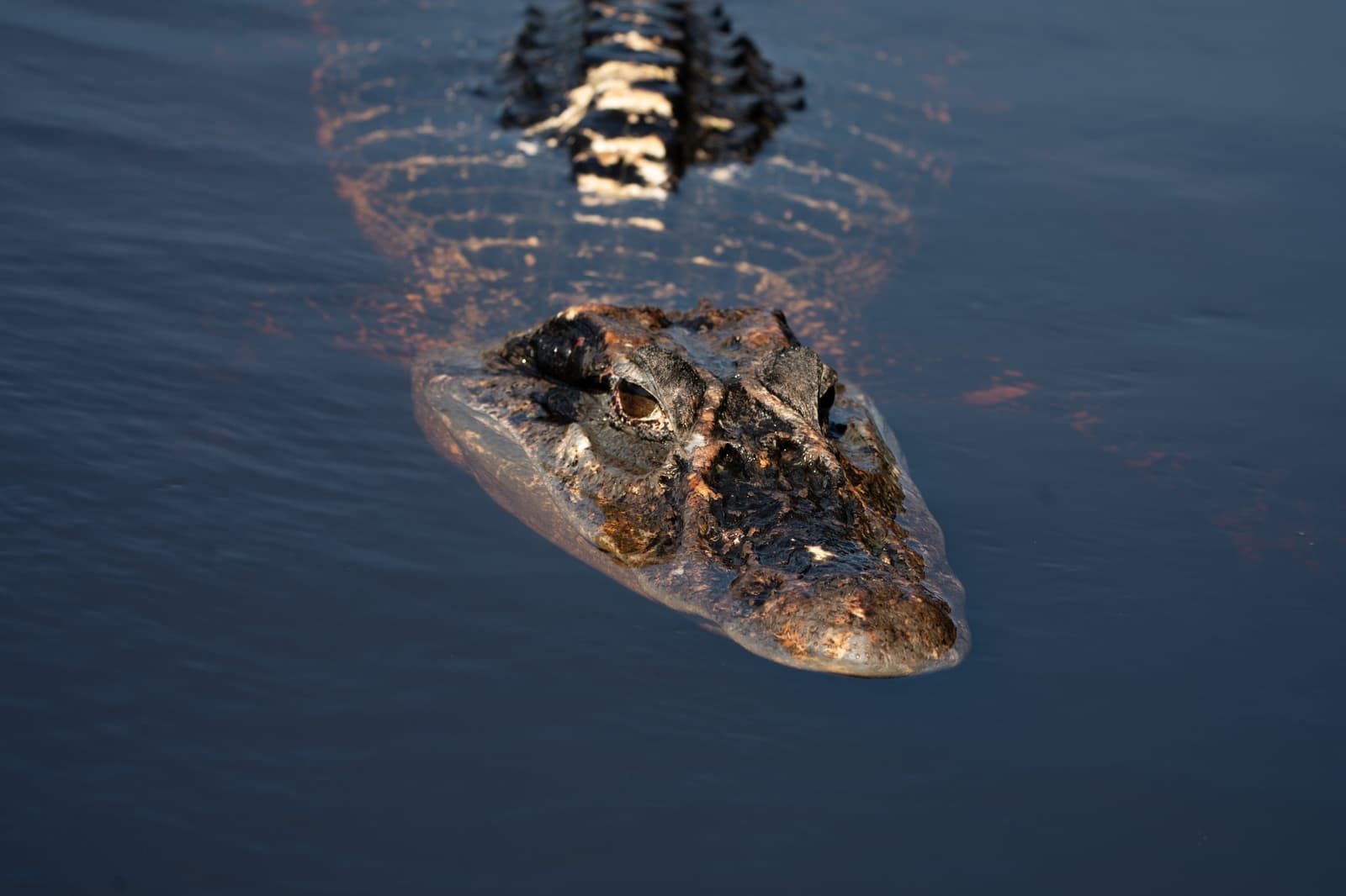 Armored, ancient, utterly at home â the caiman owns every river it crosses. A caiman glides at the water's surface during a Brazilian Amazon jungle tour, its armored head and tail ridge catching warm golden light on dark still water