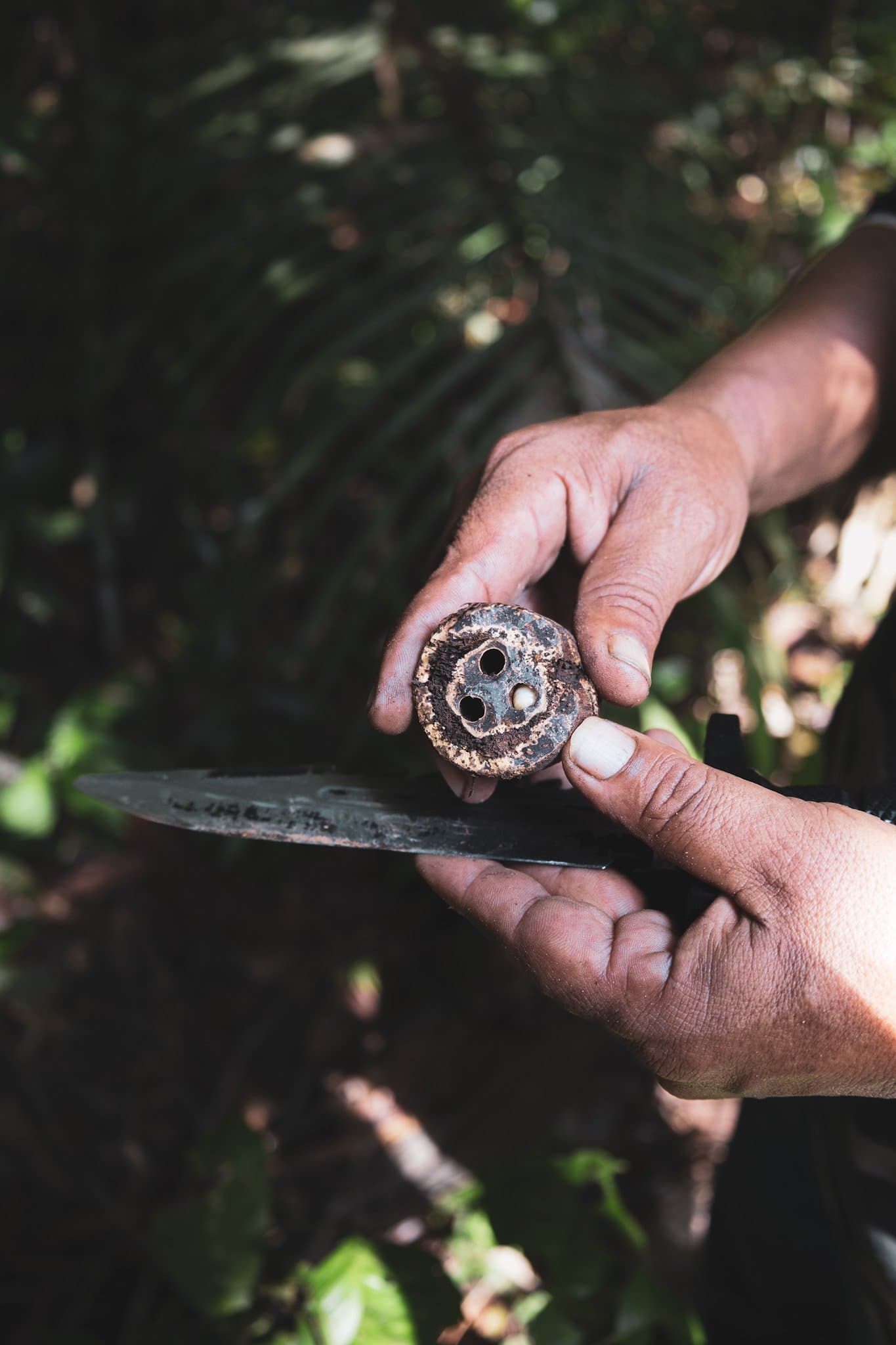Every slice of bark tells a story only the forest knows. A guide's hands hold a freshly cut woody seed pod cross-section, revealing hollow chambers and a small larva, during a brazilian amazon jungle tour nature walk