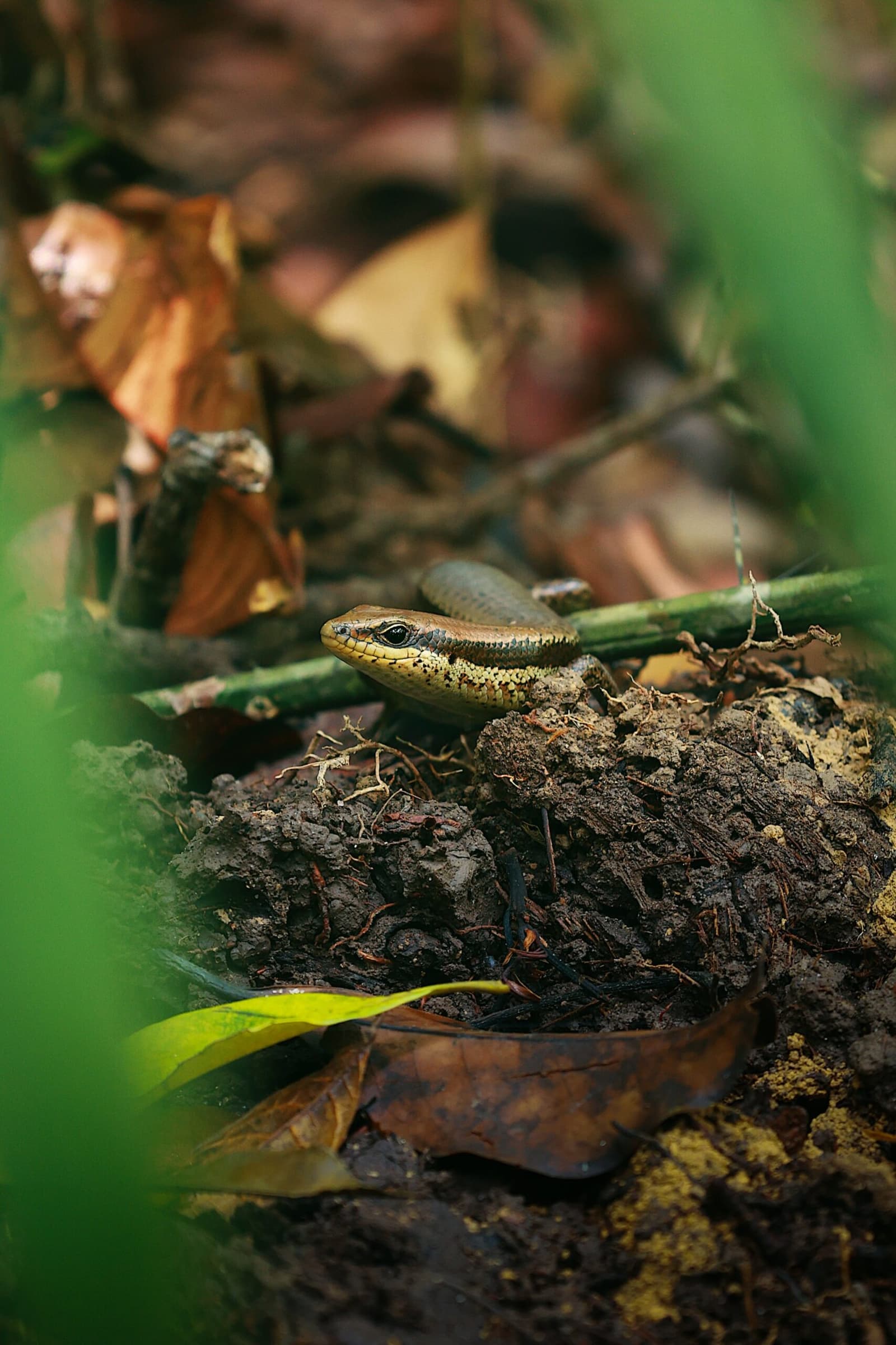 Tiny, still, almost invisible â the forest floor hides its secrets well. Photo: All rights reserved A small brown-and-yellow skink-like lizard peers over a mound of damp soil among leaf litter and green stems during a Brazilian Amazon jungle tour
