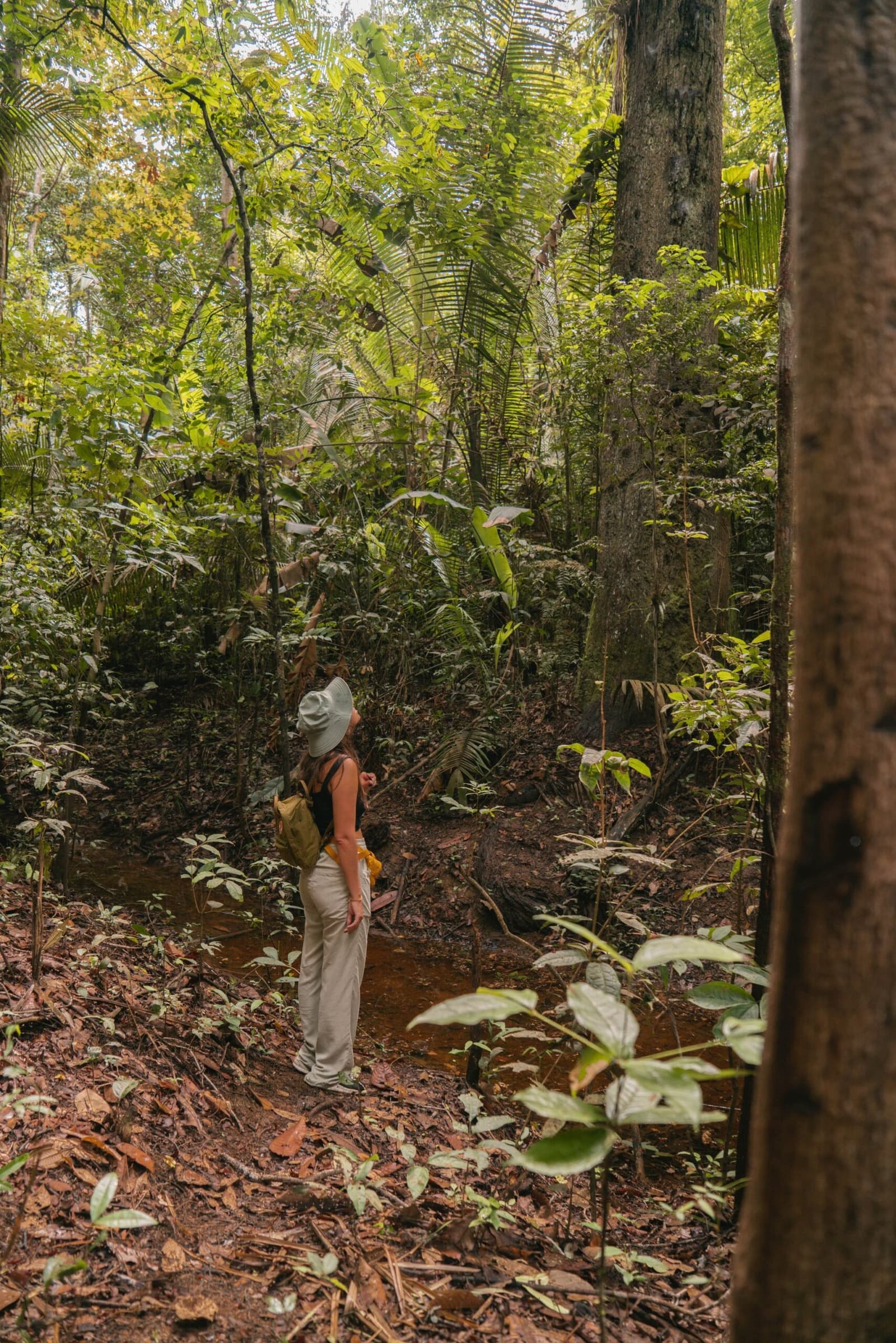 Neck craned, eyes wide â the canopy never stops surprising. Photo: Yuri Panichi A hiker in a wide-brim hat and daypack gazes up into the towering canopy during a brazilian amazon jungle tour, surrounded by dense ferns, palms, and tropical undergrowth