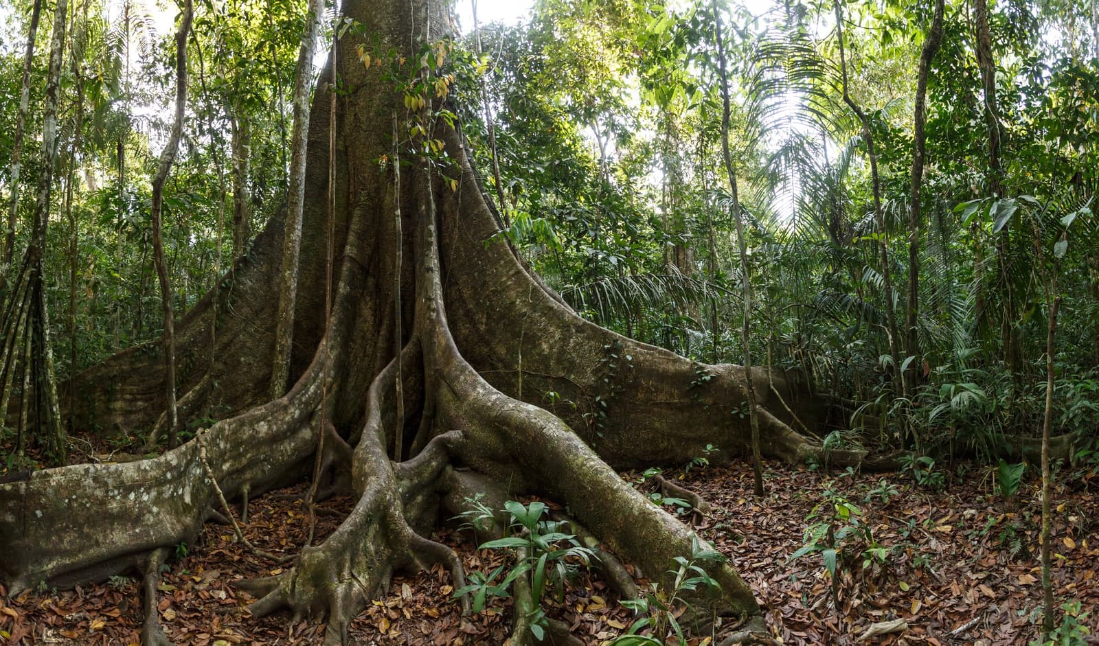 Buttress roots as wide as walls â ancient architecture the forest built itself. Photo: Christian Vinces Massive buttress roots of a towering rainforest tree spread across a leaf-littered floor during a brazilian amazon jungle tour, surrounded by palms and dense green undergrowth