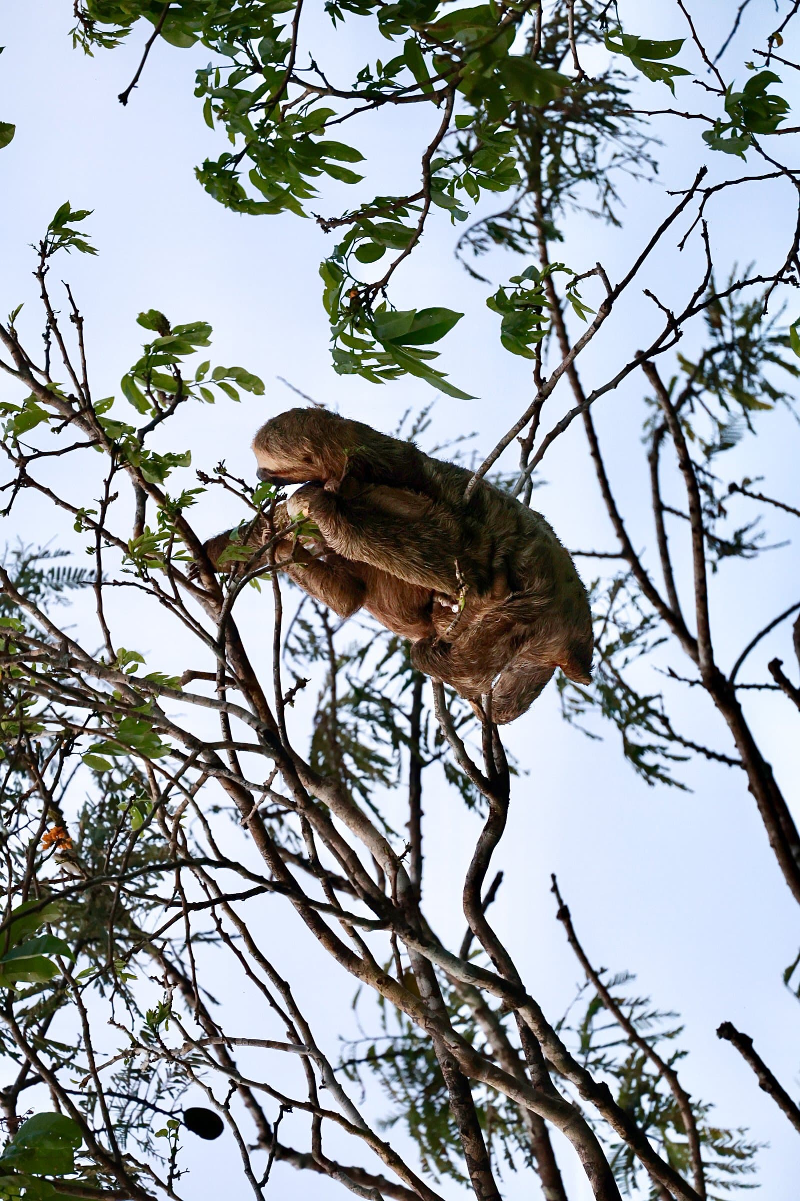 Unhurried, upside-down, perfectly content â sloths spend almost their entire lives in the treetops. A sloth clinging to thin branches high in the forest canopy, feeding on leaves during a brazilian amazon jungle tour